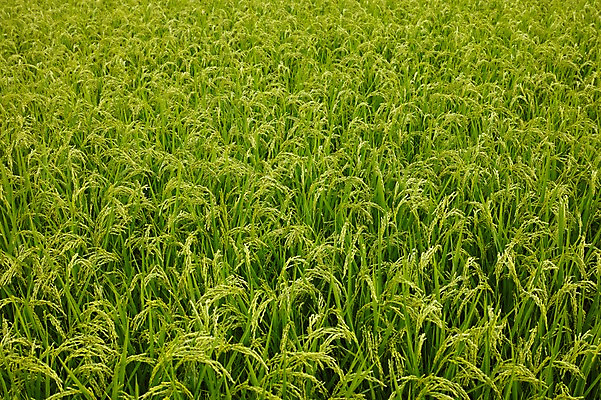 포토 JPG 주간 식물 컬러 백그라운드 자연 논 풍경 초원 사람없음 야외 초록색 농경지 벼 풀 국내포토 자연요소 농업 곡류 농장 생태계 파일형식