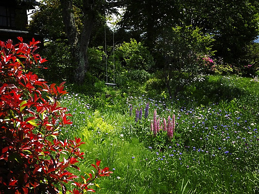 포토 JPG 주간 나무 식물 꽃 자연 풍경 사람없음 야외 정원 풀 국내포토 자연요소 생태계 파일형식