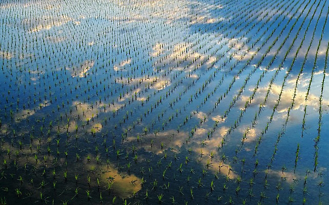 포토 JPG 주간 구름 백그라운드 자연 하늘 논 그림자 풍경 사람없음 야외 농경지 반사 모내기 국내포토 자연요소 농업 농장 생태계 파일형식