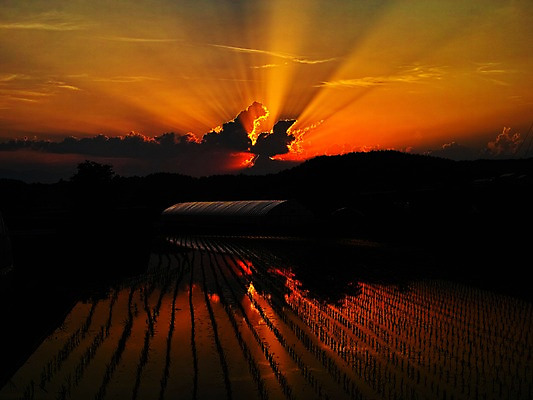 포토 JPG 구름 실루엣 자연현상 자연 하늘 논 풍경 사람없음 야외 빛 햇빛 일출 노을 어둠 일몰 빛무리 국내포토 자연요소 농업 촬영기법 태양 생태계 파일형식