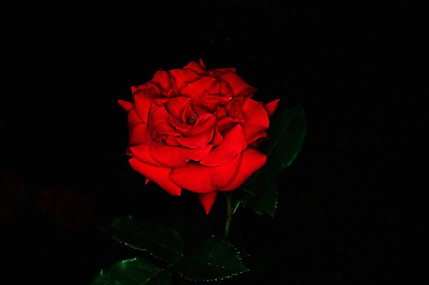 포토 JPG 식물 꽃 컬러 잎 한송이 자연 검은배경 근접촬영 사람없음 빨간색 장미 국내포토 1 뷰포인트 백그라운드 검은색 생태계 송이 파일형식