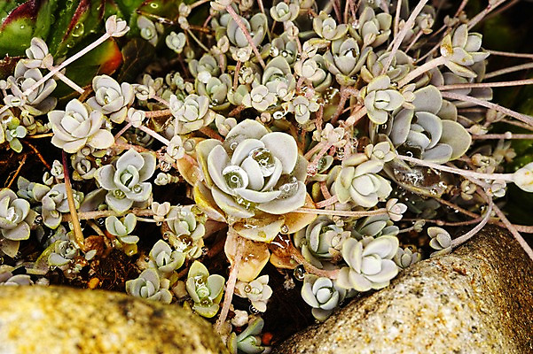 포토 JPG 식물 자연 근접촬영 사람없음 젖음 돌_바위 물방울 다육식물 국내포토 뷰포인트 생태계 파일형식