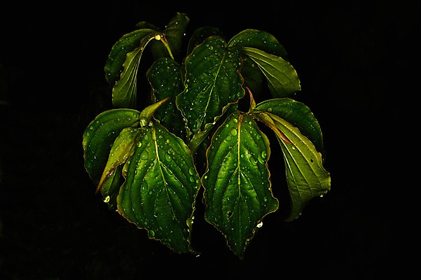 포토 JPG 식물 컬러 잎 검은배경 나뭇잎 근접촬영 사람없음 초록색 젖음 물방울 국내포토 뷰포인트 백그라운드 검은색 파일형식