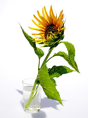 포토 JPG 식물 꽃 컬러 잎 한송이 자연 해바라기 사람없음 컵 노란색 물컵 국내포토 1 식기 생태계 송이 파일형식