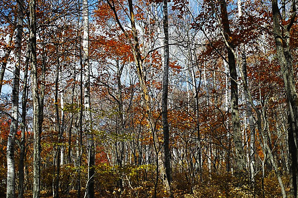 포토 JPG 주간 나무 식물 계절 자연 풍경 사람없음 야외 가을풍경 가을 숲 국내포토 자연요소 생태계 파일형식 가을_계절
