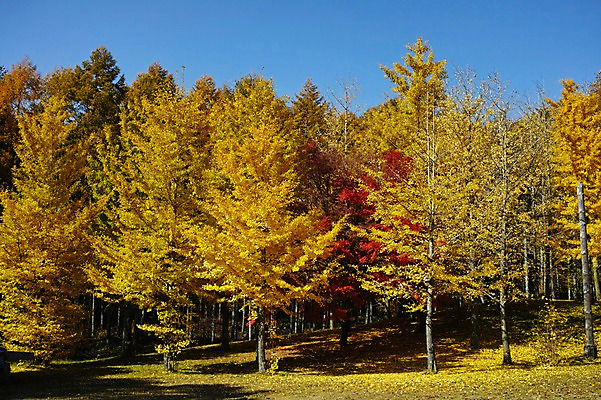 포토 JPG 주간 나무 식물 계절 단풍 자연 풍경 사람없음 야외 가을풍경 가을 숲 국내포토 자연요소 잎 생태계 파일형식 가을_계절
