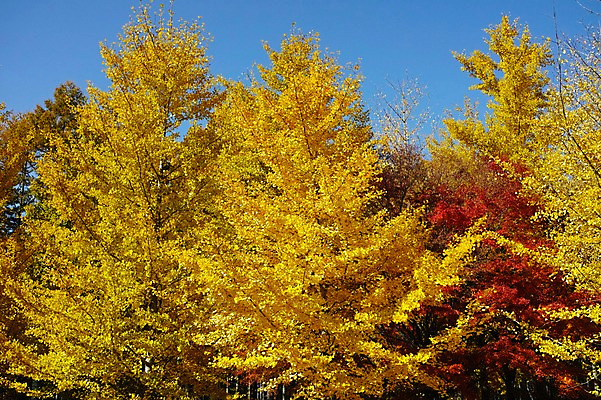 포토 JPG 주간 나무 식물 계절 단풍 자연 풍경 사람없음 야외 가을풍경 가을 숲 국내포토 자연요소 잎 생태계 파일형식 가을_계절
