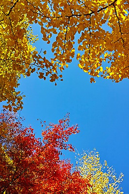 포토 JPG 주간 나무 식물 계절 단풍 자연 하늘 단풍나무 나뭇잎 풍경 사람없음 야외 가을풍경 가을 나뭇가지 은행잎 국내포토 자연요소 잎 생태계 파일형식 가을_계절