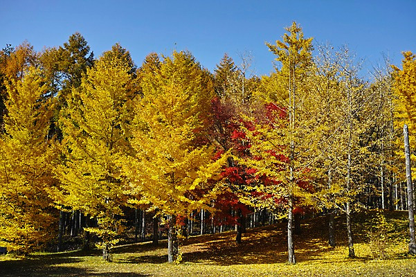 포토 JPG 주간 나무 식물 계절 단풍 자연 풍경 사람없음 야외 가을풍경 가을 숲 국내포토 자연요소 잎 생태계 파일형식 가을_계절
