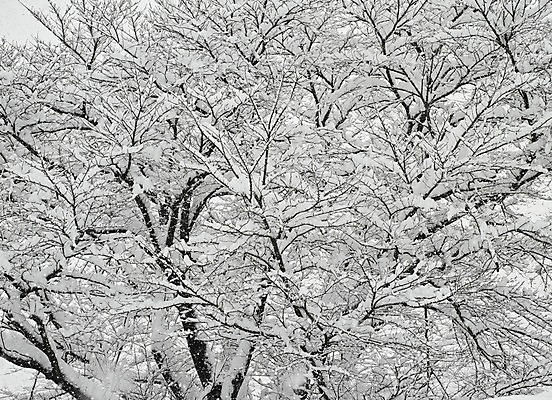 포토 JPG 주간 나무 식물 계절 설경 겨울 자연 풍경 사람없음 야외 나뭇가지 눈 국내포토 자연요소 날씨 생태계 파일형식