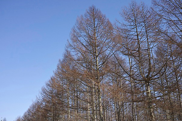 포토 JPG 주간 나무 식물 자연 풍경 사람없음 야외 숲 국내포토 자연요소 생태계 파일형식