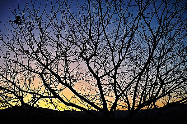 포토 JPG 나무 식물 실루엣 자연현상 자연 풍경 사람없음 야외 노을 일몰 나뭇가지 국내포토 자연요소 촬영기법 생태계 파일형식