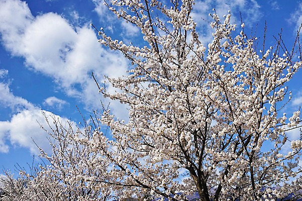 포토 JPG 주간 나무 식물 구름 계절 꽃 봄꽃 자연 하늘 꽃나무 풍경 사람없음 야외 맑음 봄풍경 봄 벚꽃 국내포토 자연요소 날씨 생태계 파일형식