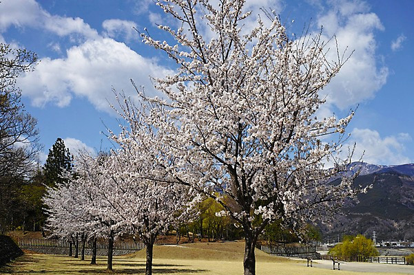 포토 JPG 주간 나무 식물 구름 계절 공원 꽃 봄꽃 자연 하늘 산 풍경 사람없음 야외 봄풍경 봄 벚꽃 국내포토 자연요소 공공시설 생태계 파일형식