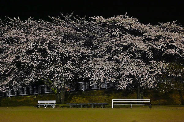 포토 JPG 나무 식물 계절 공원 꽃 벤치 의자 자연 풍경 사람없음 야외 울타리 봄풍경 봄 벚꽃 국내포토 공공시설 가구 담장 생태계 파일형식
