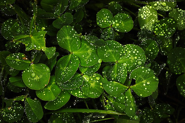 포토 JPG 식물 컬러 백그라운드 자연 사람없음 초록색 젖음 물방울 행운 클로버 이슬 국내포토 컨셉 생태계 파일형식