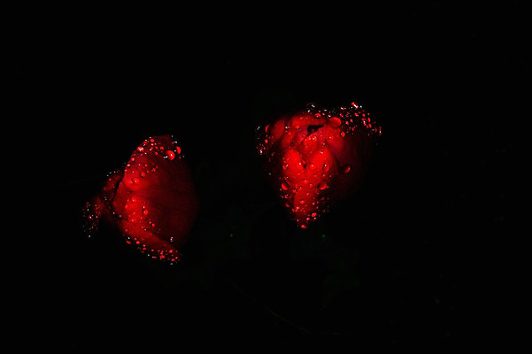 포토 JPG 식물 꽃 컬러 자연 검은배경 근접촬영 사람없음 빨간색 젖음 튤립 물방울 두송이 국내포토 뷰포인트 백그라운드 2 검은색 생태계 파일형식