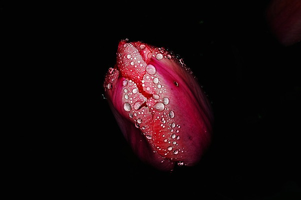 포토 JPG 식물 꽃 컬러 한송이 자연 검은배경 근접촬영 사람없음 빨간색 젖음 튤립 물방울 국내포토 1 뷰포인트 백그라운드 검은색 생태계 송이 파일형식