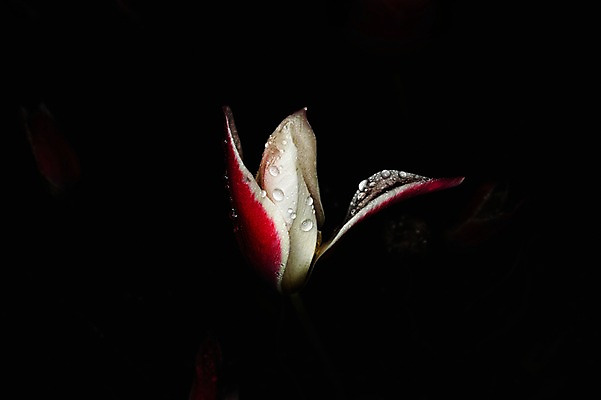 포토 JPG 식물 꽃 한송이 자연 검은배경 근접촬영 사람없음 젖음 튤립 물방울 개화 국내포토 1 뷰포인트 백그라운드 검은색 생태계 송이 파일형식