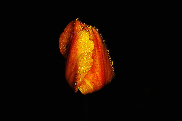 포토 JPG 식물 꽃 한송이 자연 검은배경 근접촬영 사람없음 젖음 튤립 물방울 국내포토 1 뷰포인트 백그라운드 검은색 생태계 송이 파일형식