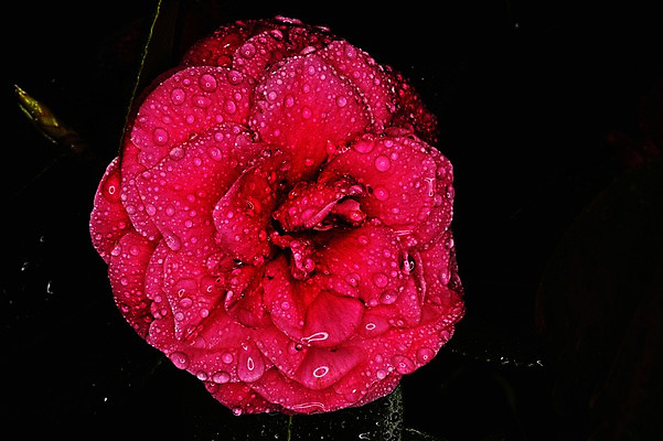 포토 JPG 식물 꽃 컬러 한송이 자연 검은배경 근접촬영 사람없음 빨간색 젖음 물방울 국내포토 1 뷰포인트 백그라운드 검은색 생태계 송이 파일형식