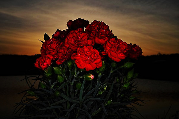 포토 JPG 식물 구름 꽃 컬러 꽃다발 여러송이 자연 하늘 근접촬영 사람없음 야외 아웃포커스 빨간색 노을 일몰 카네이션 국내포토 자연요소 뷰포인트 다수 촬영기법 생태계 파일형식