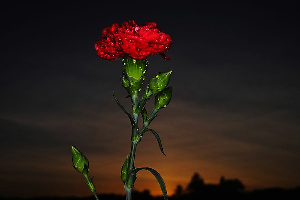 포토 JPG 식물 꽃 컬러 한송이 자연 사람없음 야외 아웃포커스 빨간색 일몰 물방울 카네이션 국내포토 1 촬영기법 노을 생태계 송이 파일형식