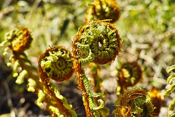 포토 JPG 주간 식물 자연 건조 근접촬영 사람없음 야외 아웃포커스 풀 양치류 말린_둥글게 국내포토 자연요소 뷰포인트 컨셉 촬영기법 생태계 파일형식