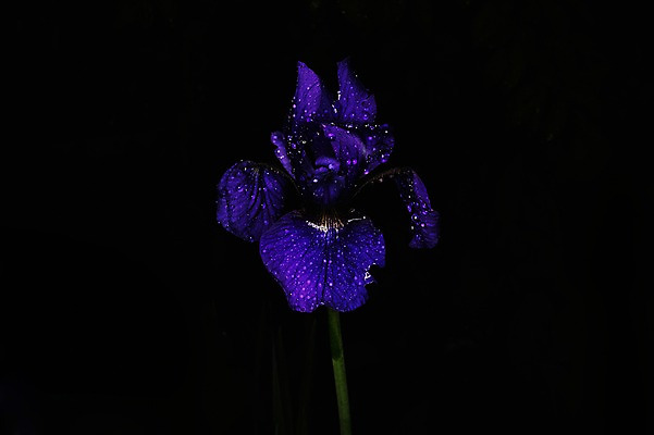 포토 JPG 식물 꽃 컬러 한송이 자연 검은배경 근접촬영 사람없음 파란색 국내포토 1 뷰포인트 백그라운드 검은색 생태계 송이 파일형식