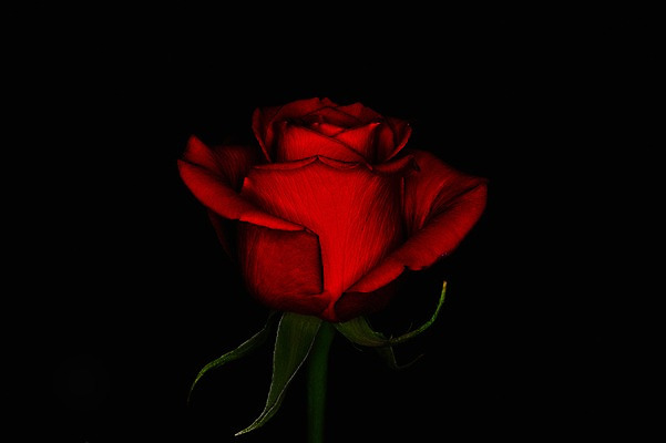 포토 JPG 식물 꽃 컬러 한송이 자연 검은배경 근접촬영 사람없음 빨간색 장미 국내포토 1 뷰포인트 백그라운드 검은색 생태계 송이 파일형식