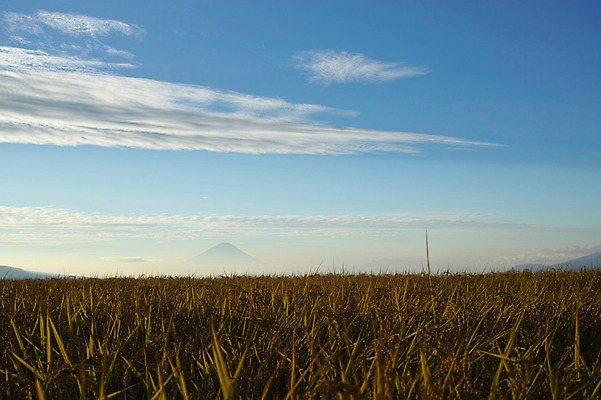 포토 JPG 주간 식물 구름 자연 하늘 산 풍경 초원 사람없음 야외 맑음 풀 국내포토 자연요소 날씨 생태계 파일형식