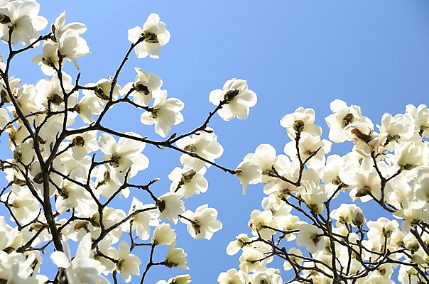 포토 JPG 주간 나무 식물 계절 꽃 컬러 여러송이 봄꽃 자연 꽃나무 사람없음 야외 봄풍경 봄 흰색 나뭇가지 목련 국내포토 자연요소 다수 풍경 생태계 파일형식