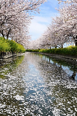 포토 JPG 주간 나무 식물 구름 계절 꽃잎 꽃 자연 하늘 꽃나무 풍경 사람없음 야외 강 봄풍경 봄 원근감 벚꽃 수로 낙화 국내포토 자연요소 뷰포인트 생태계 파일형식