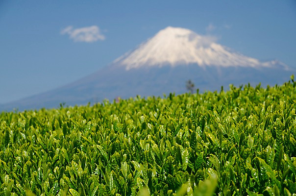 포토 JPG 주간 식물 구름 잎 자연 하늘 산 풍경 초원 사람없음 야외 아웃포커스 눈 풀 만년설 국내포토 자연요소 날씨 촬영기법 생태계 파일형식