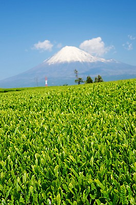 포토 JPG 주간 나무 식물 구름 자연 하늘 산 풍경 초원 사람없음 야외 눈 풀 만년설 국내포토 자연요소 날씨 생태계 파일형식