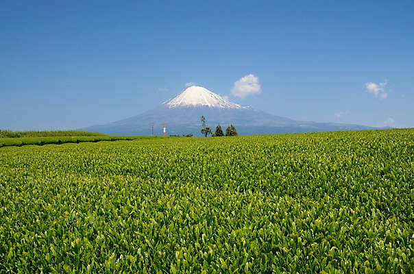 포토 JPG 주간 나무 식물 구름 자연 하늘 산 풍경 초원 사람없음 야외 눈 만년설 국내포토 자연요소 날씨 생태계 파일형식
