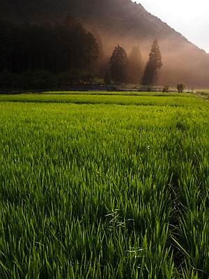 포토 JPG 주간 나무 식물 자연 산 논 풍경 초원 사람없음 야외 농경지 안개 농촌 풀 국내포토 자연요소 농업 날씨 농장 시골 생태계 파일형식