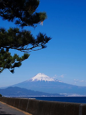 포토 JPG 주간 나무 식물 바다 자연 하늘 산 풍경 사람없음 야외 나뭇가지 눈 소나무 만년설 국내포토 자연요소 날씨 생태계 파일형식