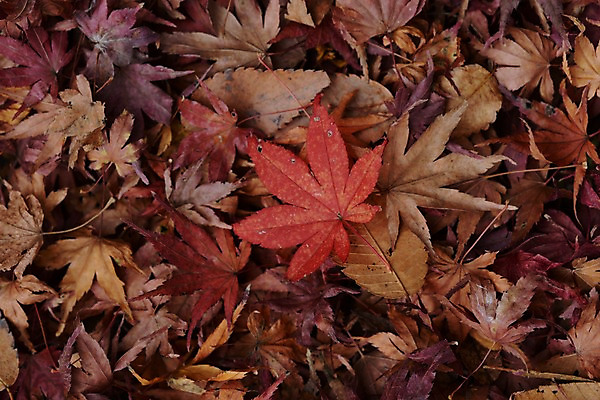 포토 JPG 식물 계절 백그라운드 단풍 낙엽 잎 자연 나뭇잎 사람없음 가을풍경 가을 국내포토 풍경 생태계 파일형식 가을_계절