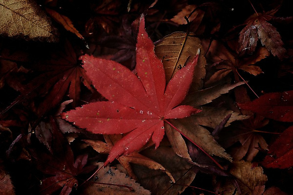 포토 JPG 식물 계절 백그라운드 단풍 낙엽 잎 자연 나뭇잎 사람없음 가을풍경 가을 국내포토 풍경 생태계 파일형식 가을_계절