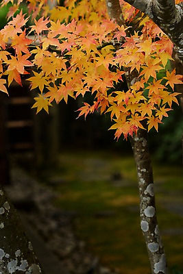 포토 JPG 주간 나무 식물 계절 단풍 자연 단풍나무 나뭇잎 사람없음 야외 아웃포커스 가을풍경 가을 국내포토 자연요소 잎 촬영기법 풍경 생태계 파일형식 가을_계절