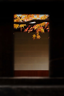 포토 JPG 식물 계절 단풍 창문 자연 단풍나무 나뭇잎 풍경 사람없음 가을풍경 가을 나뭇가지 국내포토 나무 잎 생태계 파일형식 가을_계절