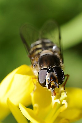 포토 JPG 식물 동물 한마리 꽃 곤충 자연 근접촬영 사람없음 아웃포커스 노란색 꽃술_꽃 벌레 꿀벌 벌 암술 국내포토 1 뷰포인트 컬러 촬영기법 벌_곤충 생태계 파일형식