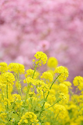 포토 JPG 주간 식물 꽃 컬러 여러송이 자연 사람없음 야외 아웃포커스 노란색 유채 국내포토 자연요소 다수 촬영기법 생태계 파일형식