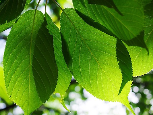 포토 JPG 주간 식물 컬러 잎 자연 나뭇잎 그림자 근접촬영 사람없음 야외 아웃포커스 초록색 국내포토 자연요소 뷰포인트 촬영기법 생태계 파일형식