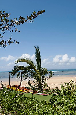 포토 JPG 주간 나무 식물 바다 자연 풍경 해변 사람없음 야외 야자수 풀 선박 국내포토 자연요소 수상교통 생태계 파일형식