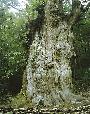 포토 JPG 주간 나무 식물 자연 풍경 사람없음 야외 숲속 숲 고목 국내포토 자연요소 생태계 파일형식