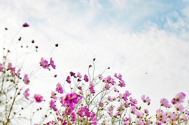 포토 JPG 주간 식물 구름 계절 꽃 분홍색 컬러 여러송이 자연 하늘 가을꽃 풍경 사람없음 야외 아웃포커스 가을풍경 가을 코스모스 국내포토 자연요소 다수 촬영기법 생태계 파일형식 가을_계절
