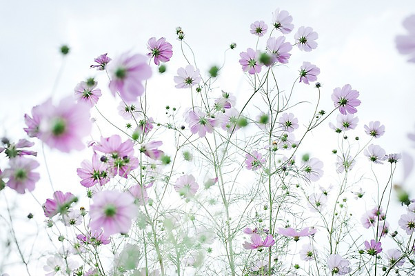 포토 JPG 주간 식물 계절 꽃 분홍색 컬러 여러송이 자연 가을꽃 사람없음 야외 아웃포커스 가을풍경 가을 코스모스 국내포토 자연요소 다수 촬영기법 풍경 생태계 파일형식 가을_계절