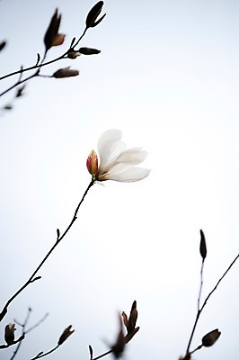 포토 JPG 주간 식물 꽃 한송이 자연 사람없음 야외 아웃포커스 나뭇가지 국내포토 자연요소 나무 1 촬영기법 생태계 송이 파일형식